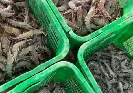 Hasil panen disortir dalam keranjang